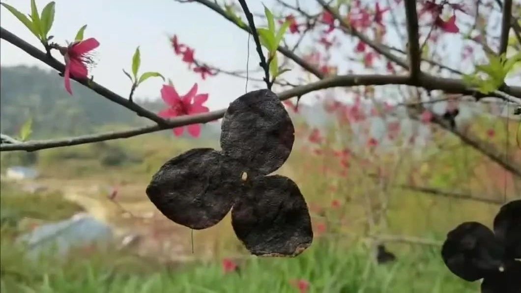 黑金陈皮几年陈